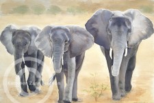 Elephants, Selous