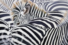 Zebras (Camouflage)